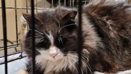 Gail’s Tails; A Tribute to Strays and Homeless Cats