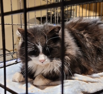 Gail’s Tails; A Tribute to Strays and Homeless Cats