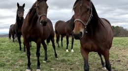 Breeding Champions; Allerage Farms takes the lead in Standardbreds
