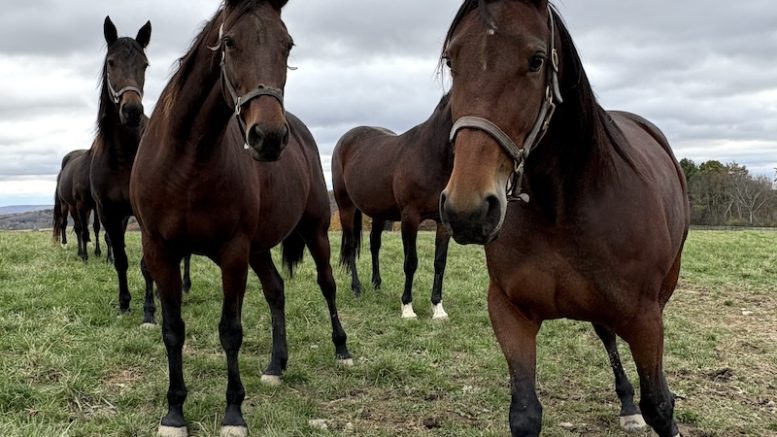 Breeding Champions; Allerage Farms takes the lead in Standardbreds