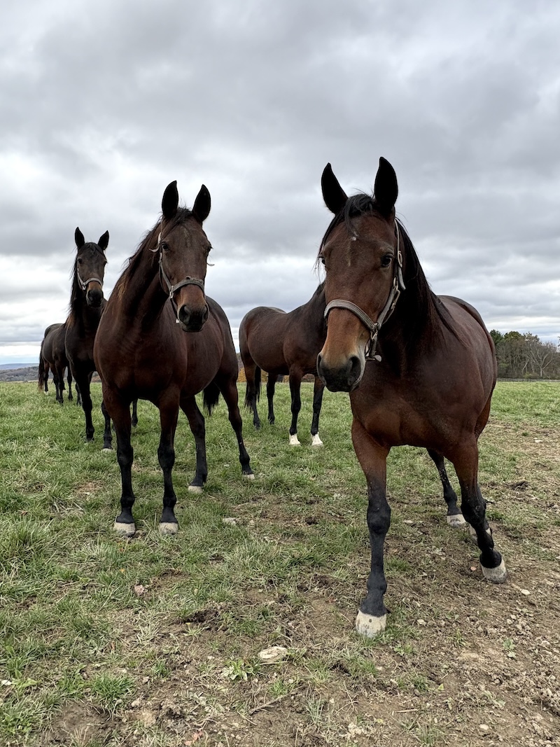 Breeding Champions; Allerage Farms takes the lead in Standardbreds