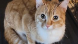 Gail’s Tails : ‘Cats for Christmas’