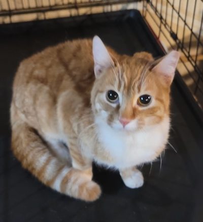 Gail’s Tails : ‘Cats for Christmas’