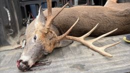 Trophy Deer Poached at Night – Tioga County
