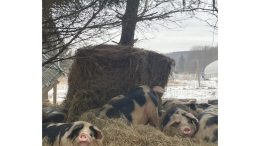 A Farmer’s Thoughts