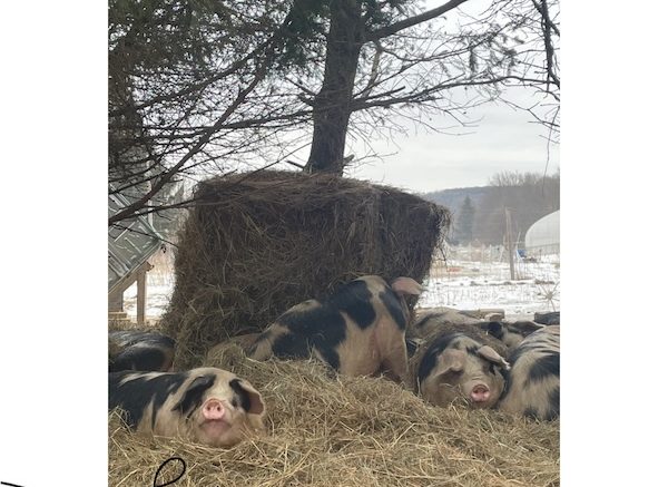 A Farmer’s Thoughts