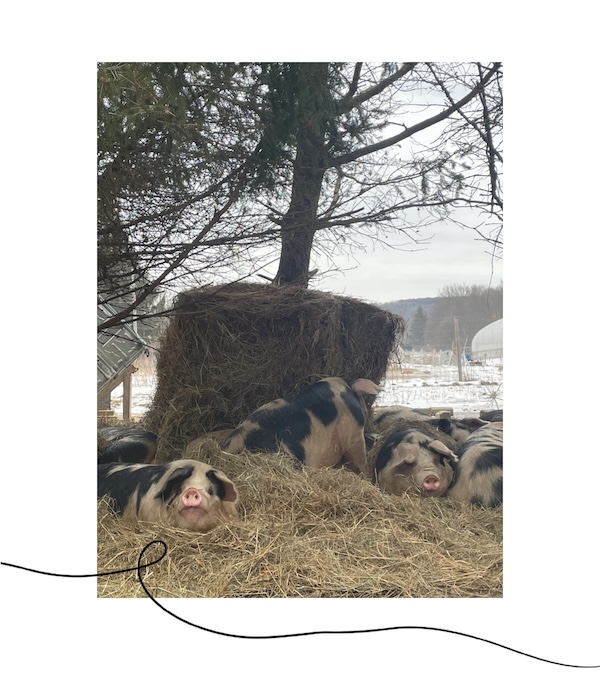 A Farmer’s Thoughts