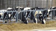 Federal actions threaten New York's farms and food production
