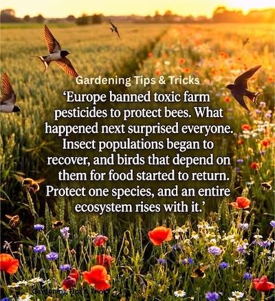 Let’s Get Back to Growing Food for Health ‘26; Food is Medicine