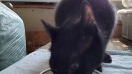 Gail’s Tails: A tribute to Rescued Cats