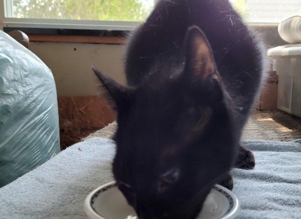 Gail’s Tails: A tribute to Rescued Cats