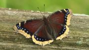 Butterflies to be topic of annual Greenway dinner