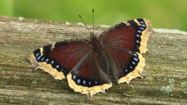 Butterflies to be topic of annual Greenway dinner