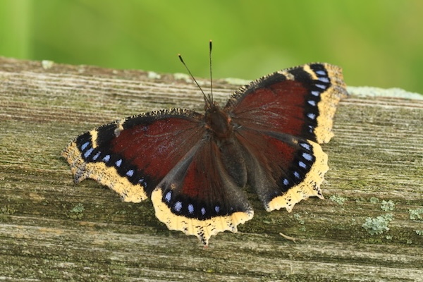 Butterflies to be topic of annual Greenway dinner
