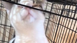 Gail’s Tails