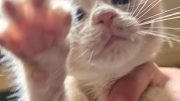 Furry Buddy Rescue Announces May Walk-A-Thon to Support Local Animal Rescue Efforts