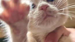 Furry Buddy Rescue Announces May Walk-A-Thon to Support Local Animal Rescue Efforts
