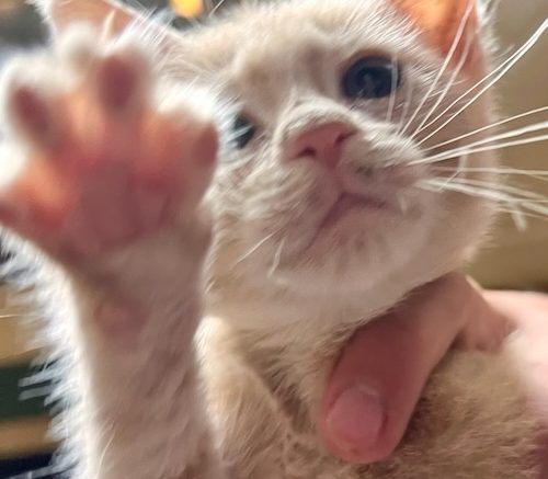 Furry Buddy Rescue Announces May Walk-A-Thon to Support Local Animal Rescue Efforts