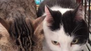 Gail’s Tails