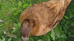 Duck Tails