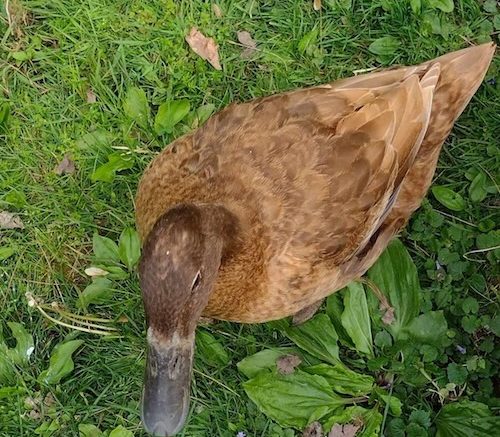 Duck Tails