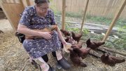 The joy of chicken keeping, for now