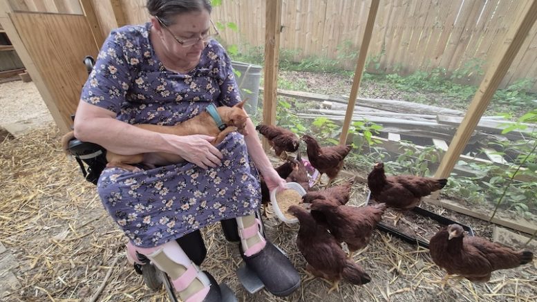The joy of chicken keeping, for now