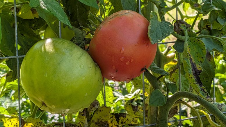 Some juicy tomatoes. Photo Provided